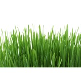 Lawnking Industries Inc - Landscape Architects in Sarasota