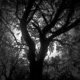 Spectrum Tree Farm - Landscape Architects in Live Oak