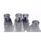 Fur Loving Friend Pet Sitting - Pet Stores in Sanford