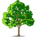 Chaves Environmental management inc - Tree Services in Fort Pierce