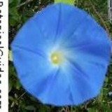 Botanical Guides - Other in Gulf Breeze