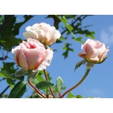 Native Son Landscaping LLC - Landscaping in Sarasota