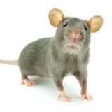 Cannon Termite & Pest Control - Pest Control in Lakeland
