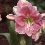 Caladium Bulb CO - Other in Lakeland