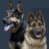 Southern Coast K9 Inc - Other in New Smyrna Beach