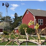 Mceachran Homestead Winery - Other in Caledonia