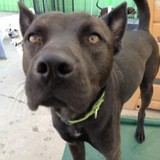 Rockstar Pets Inc - Pet Stores in Chicago