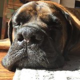 Chicago Pet Sitters LLC - Pet Stores in Chicago