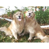 Almost Home Personal Pet Care, Inc. - Pet Services in Chicago