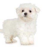 Doggy Boarding Love Camp - Animal Boarding/Pet Boarding in Evanston