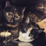 Animal Protective Assn - Animal Shelters in Chicago