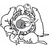 Greater Chicago Ferret Assn - Other in Lyons