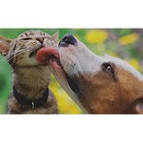 Georgesen Julia DVM - Veterinarians/Vets in Chicago