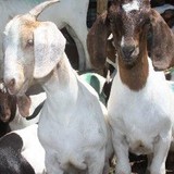 Halal Farms U S A Inc - Grocery/Supermarket in Chicago