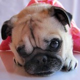 Sophisticated Pup - Pet Stores in Chicago