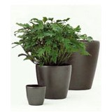 Doctor Interior Plant Scaping - Other in South Holland
