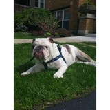 Danny's Dog Walkers - Pet Services in Chicago