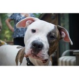 Veterinary Clinic Pets - Veterinarians/Vets in Chicago