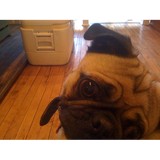Wicker Pet - Animal Boarding/Pet Boarding in Chicago