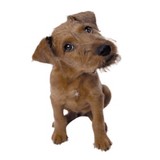 Tails Humane Society - Other in DeKalb