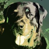 Bark Avenue Playcare Inc - Animal Boarding/Pet Boarding in Chicago
