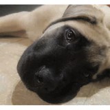 Wigglyville Inc - Pet Stores in Chicago