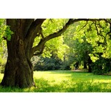 Access Tree Service LLC - Tree Services in Chicago