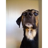 Logiudice Rosemary J DVM - Veterinarians/Vets in Chicago