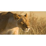 African Horizons - Other in Wilmette