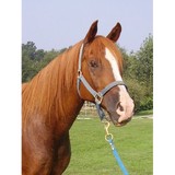 Hillcrest Stable - Other in Trenton