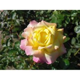 West End Florist Inc - Florists in Evanston