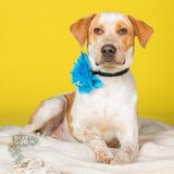 Heartland Animal Shelter - Other in Northbrook