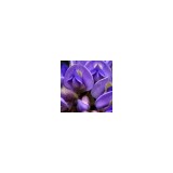 Wisteria Salon & Day Spa - Other in Manteno