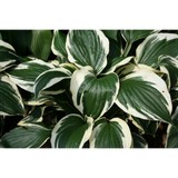 Wood River Gardens - Other in Wood River