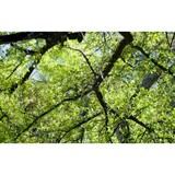 Bright Oaks Insurance - Insurance in Cary