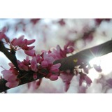 Lin Hilehito G DDS - Dentists in Round Lake Beach
