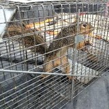 All Animal Removal - Pest Control in Darien