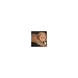 Matkovich Family Pups - Other in Wadsworth