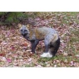U.S. Wildlife Removal Service - Pest Control in Downers Grove