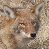 Prairie State Wildlife - Pest Control in Oswego