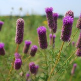 Byron Forest Preserve District - Other in Byron