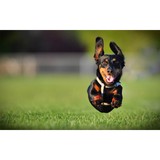 North American Purebred Registry, Inc. - Other in Olney