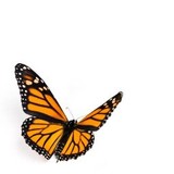 Monarch Senior Care - Other in Woodstock