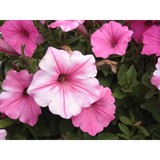 Horvat Nurseries Inc - Other in Antioch