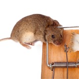 Nick's Wildlife Services - Pest Control in Libertyville