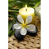 White Flower Bodywork - Massage in Springfield