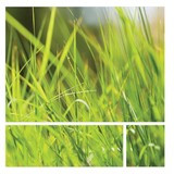 Total Quality Lawncare - Landscaping in Belleville