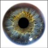 Eye Care Of Illinois Ltd - Other in Effingham