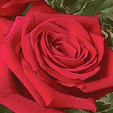 Phillip's Flowers & Gifts - Florists in Elmhurst