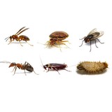 Albert's Termite & Pest - Pest Control in Peoria